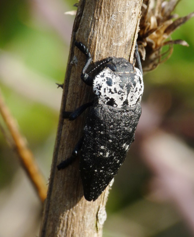 Capnodis tenebrionis